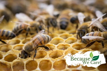 Worker bees tending hexagonal honeycomb close-up.