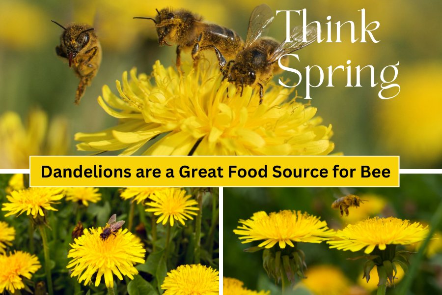 Dandelions: Essential for Honey Bee Pollinators - Huckle Bee Farms LLC