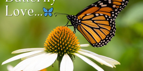 Discover Essential Butterfly Information for Nature Lovers - Huckle Bee Farms LLC