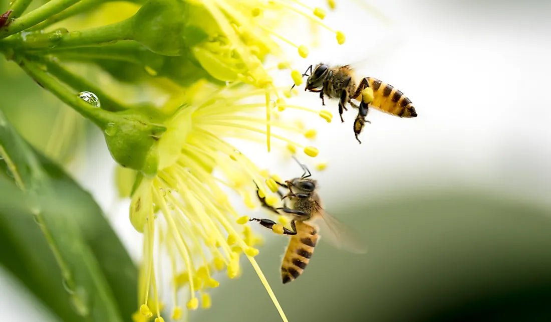 Fascinating Honey Bee Facts: Everything You Need to Know - Huckle Bee Farms LLC