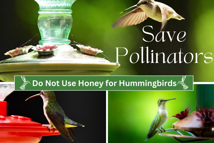 Homemade Hummingbird Nectar, Honey is a No No... - Huckle Bee Farms LLC