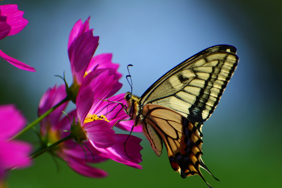 butterfly on flower