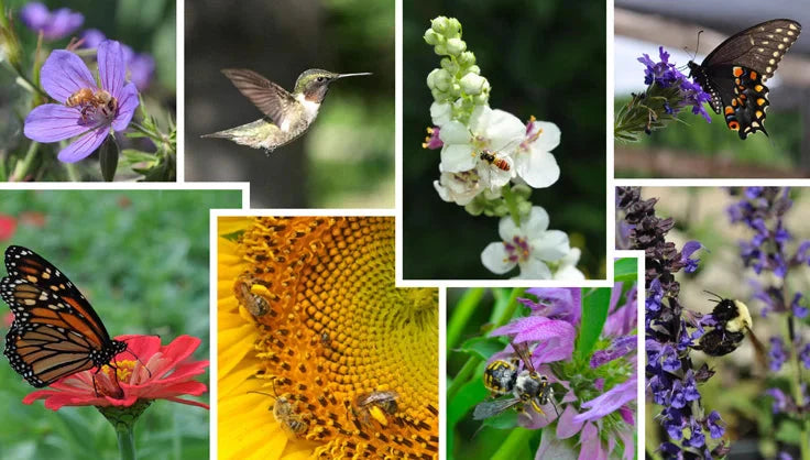 Pollinators
