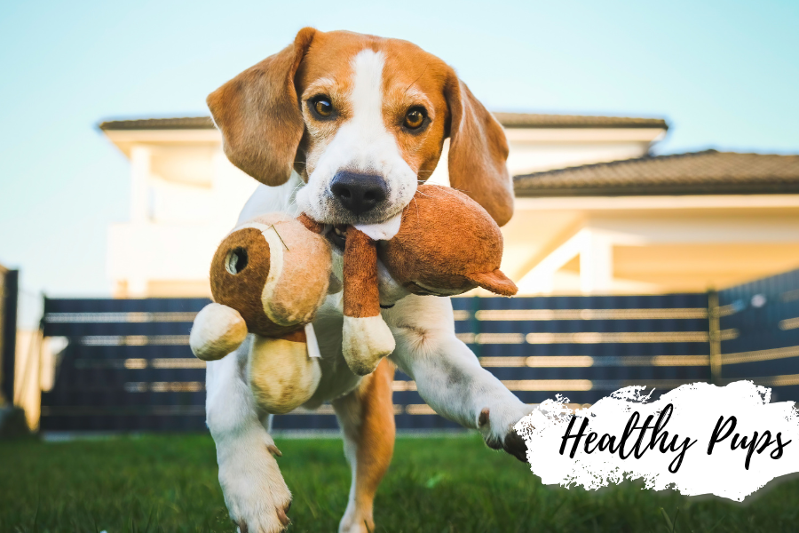 Healthy Pups