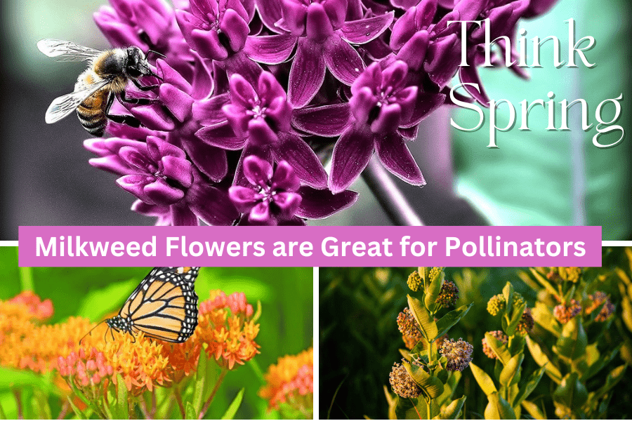🦋 Milkweed and Pollinators: A Vital Key Plant for Their Survival - Huckle Bee Farms LLC
