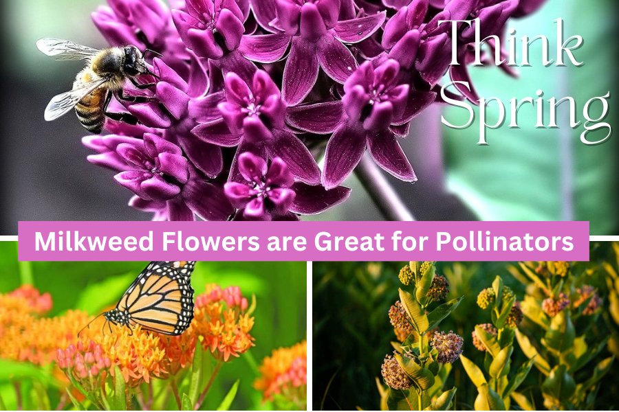 🦋 Milkweed and Pollinators: A Vital  Key Plant for Their Survival - Huckle Bee Farms LLC