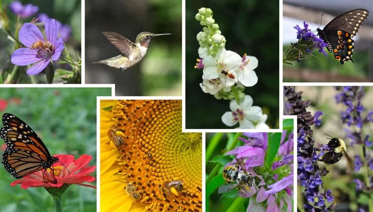 Save The Pollinators: How Gardening Can Help - Huckle Bee Farms LLC