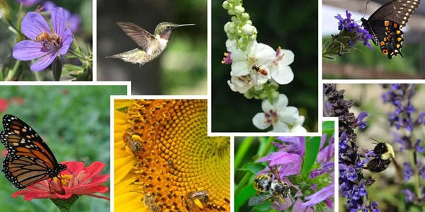 Save The Pollinators: How Gardening Can Help - Huckle Bee Farms LLC
