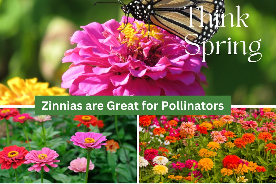Woo Pollinators With Beautiful  Zinnias - Huckle Bee Farms LLC