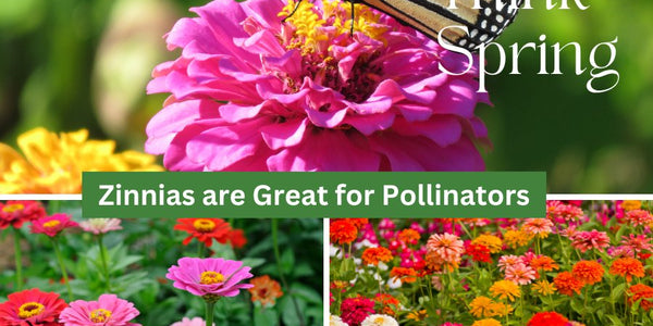 Woo Pollinators With Beautiful  Zinnias - Huckle Bee Farms LLC