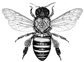 This is a black silhouette of a bee. The image depicts the bee with its wings spread out, showing its body structure, legs, and antennae. The design is simple and stylized, often used in logos, tattoos, or decorative elements. Let me know if you need more details!