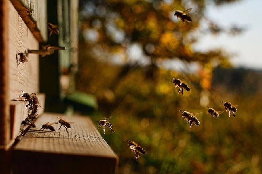 A swarm of bees flying near the entrance of a wooden beehive with a blurred background of autumn foliage.