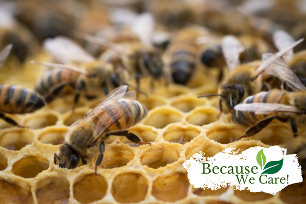 Worker bees tending hexagonal honeycomb close-up.