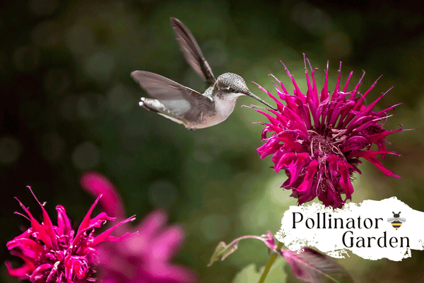 Bee Balm: Boost Pollinators' Health and Learn How - Huckle Bee Farms LLC