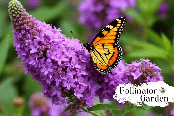 Butterfly Bush: Grow A Pollinator's Paradise - Huckle Bee Farms LLC