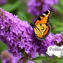 Butterfly Bush: Grow A Pollinator's Paradise - Huckle Bee Farms LLC