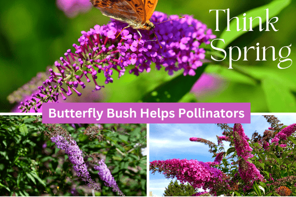 Butterfly Bushes: The Enchanting Partnership with Honey Bees - Huckle Bee Farms LLC