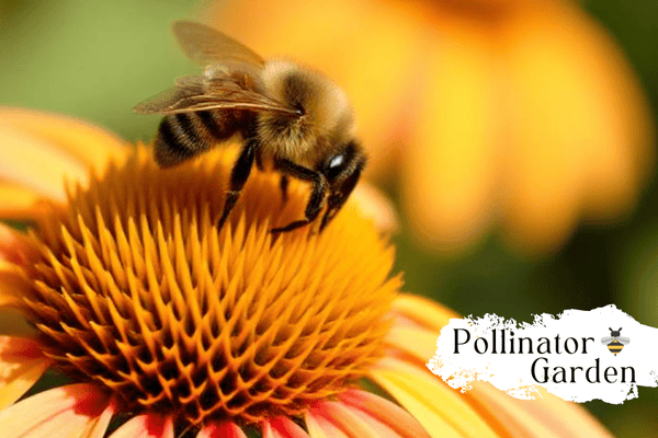 Coneflowers: A Haven for Pollinators - Huckle Bee Farms LLC