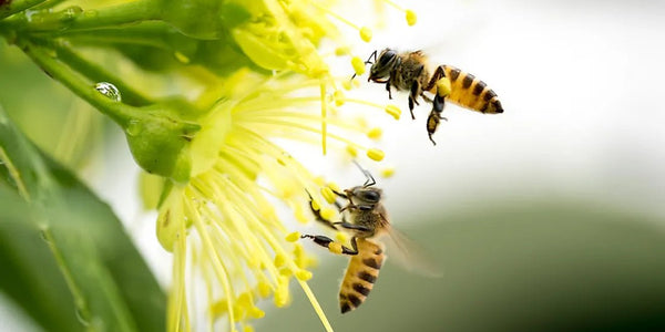 Fascinating Honey Bee Facts: Everything You Need to Know - Huckle Bee Farms LLC
