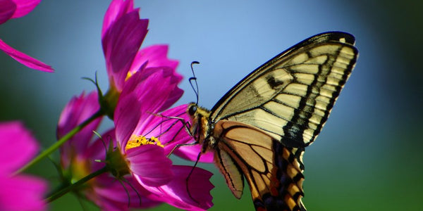 Fluttering Beauties: 10 Fascinating Facts About Butterflies - Huckle Bee Farms LLC