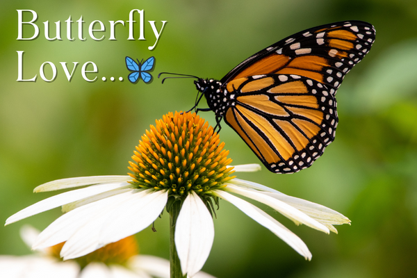 Butterflies: Nature's Fluttering Pollinators - Huckle Bee Farms LLC