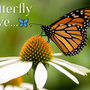 Butterflies: Nature's Fluttering Pollinators - Huckle Bee Farms LLC