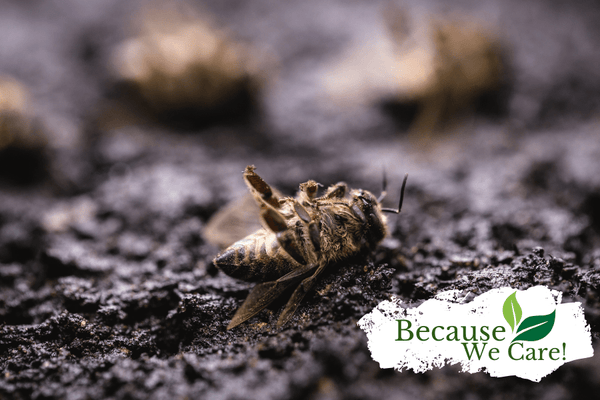 How Honey Bee Colony Losses Affect Our Farms and Future - Huckle Bee Farms LLC