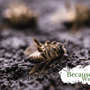 How Honey Bee Colony Losses Affect Our Farms and Future - Huckle Bee Farms LLC
