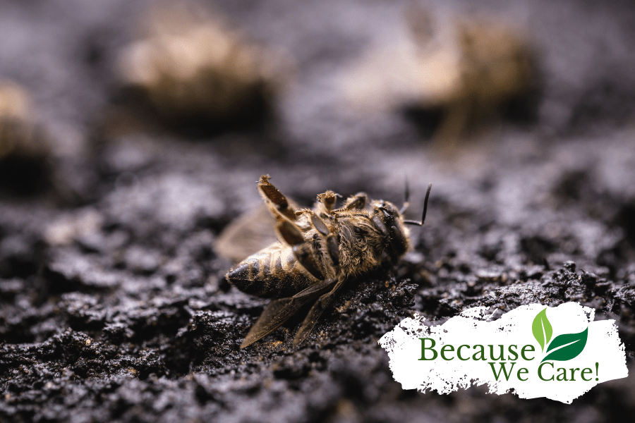 How Honey Bee Colony Losses Affect Our Farms and Future - Huckle Bee Farms LLC
