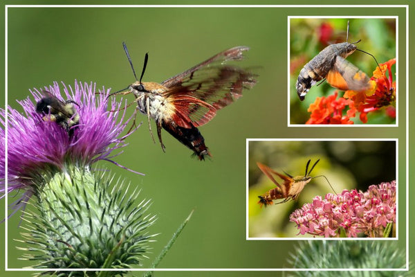 Hummingbird Moth: Nature's Tiny Pollinating Marvel - Huckle Bee Farms LLC