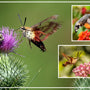 Hummingbird Moth: Nature's Tiny Pollinating Marvel - Huckle Bee Farms LLC