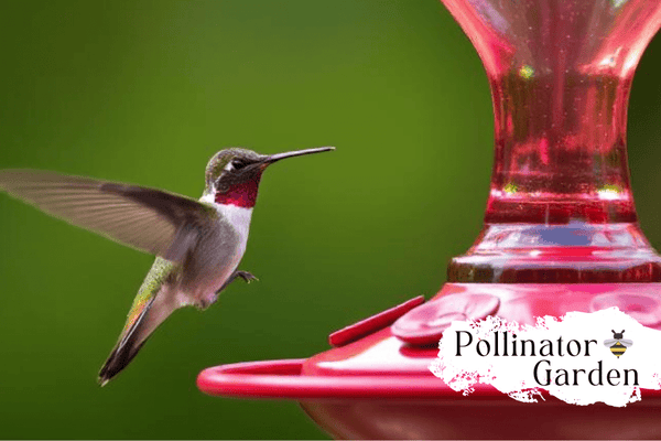 Hummingbird Season: Preparing with Tips & Tricks - Huckle Bee Farms LLC