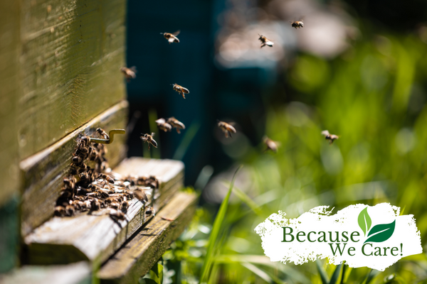 front of a active beehive