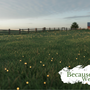 fireflies in a farm field