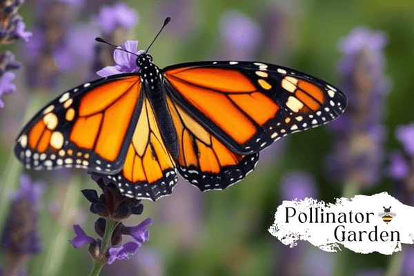 Lavender for Pollinators: The Vital Role of A Plant Plays - Huckle Bee Farms LLC