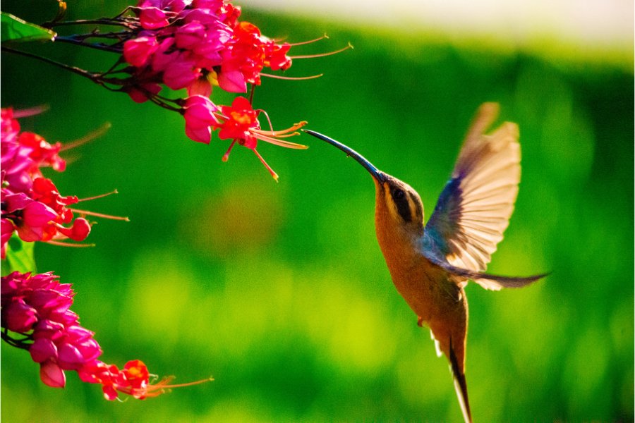 💥 Lets Get Humming with Hummingbirds - Huckle Bee Farms LLC