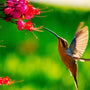 💥 Lets Get Humming with Hummingbirds - Huckle Bee Farms LLC