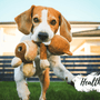 Natural Remedies: Treating Dog Joint Pain With Honey - Huckle Bee Farms LLC