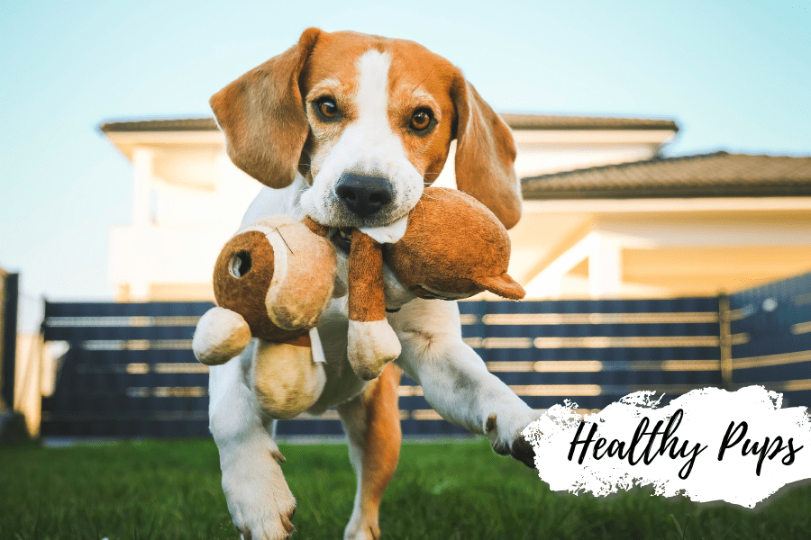 Natural Remedies: Treating Dog Joint Pain With Honey - Huckle Bee Farms LLC