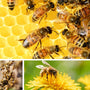 Nectar of Life: The Honey Bee's Treasure - Huckle Bee Farms LLC