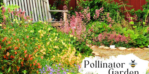 Pollinator Garden : Best Plants and Tips for Success - Huckle Bee Farms LLC