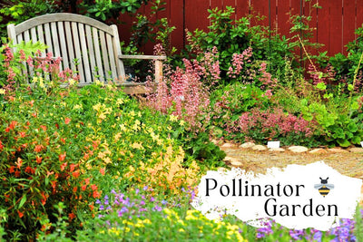 Pollinator Garden : Best Plants and Tips for Success