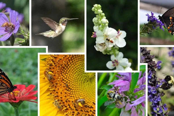 Save The Pollinators: How Gardening Can Help - Huckle Bee Farms LLC