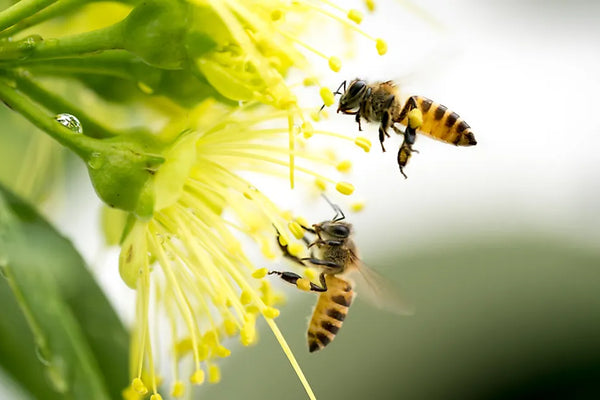 Bee on yellow Blossom