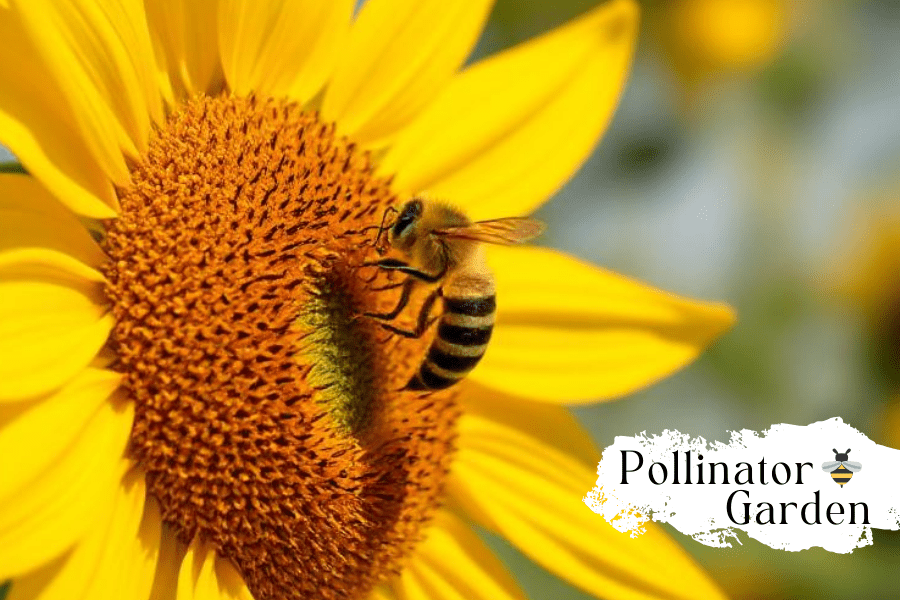Sunflowers: The Importance for Pollinators - Huckle Bee Farms LLC