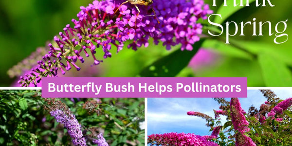 The Enchanting Partnership: How Butterfly Bushes Support Honey Bees - Huckle Bee Farms LLC