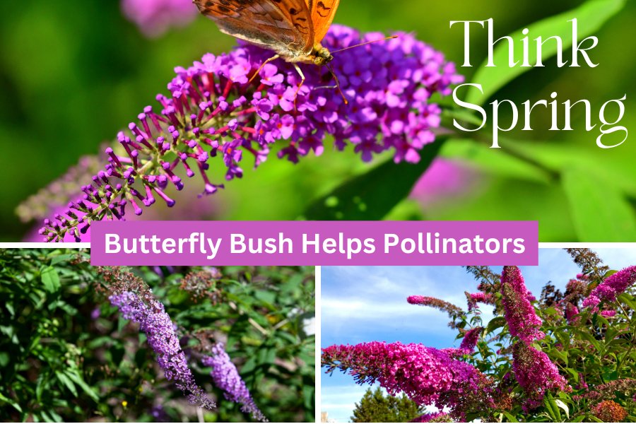 The Enchanting Partnership: How Butterfly Bushes Support Honey Bees - Huckle Bee Farms LLC