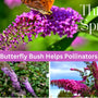 The Enchanting Partnership: How Butterfly Bushes Support Honey Bees - Huckle Bee Farms LLC