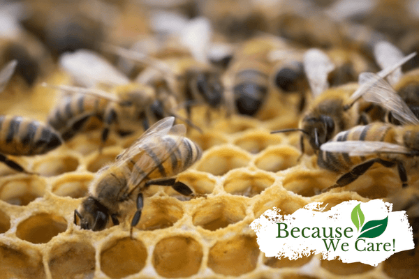 🐝 The Story Behind Our Bees: Life Inside a Huckle Bee Farms Hive - Huckle Bee Farms LLC