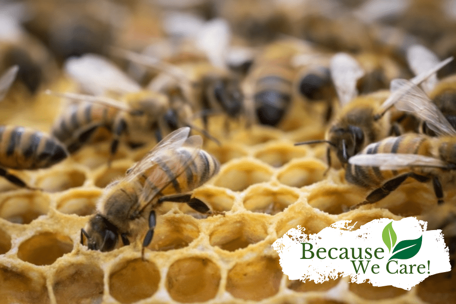 🐝 The Story Behind Our Bees: Life Inside a Huckle Bee Farms Hive - Huckle Bee Farms LLC